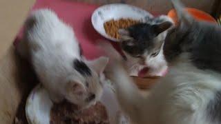 Mother Cat Attacking Her Kittens Because She Is Weaning Them And Teaching Them Table Manners