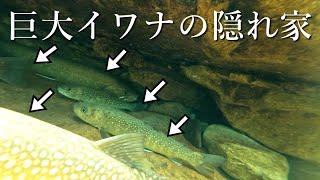 【大増水】激流のダム下は大イワナの巣窟…命がけの渓流釣り！