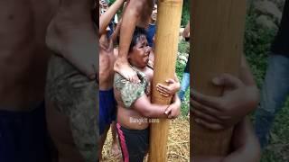 Sapi marah bocah ikut panjat pinang #sapi #hewan #panjatpinang #bocah #lucu #viral #marah #komedi