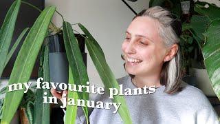 9 plants making me happy right now 🪴  January Favourites