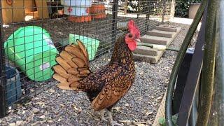 The Smallest Rooster on EARTH (Jalapeño) Crows