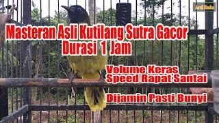 Kutilang Sutra Super Gacor Untuk Pancingan Burung Anda Tempo Santai