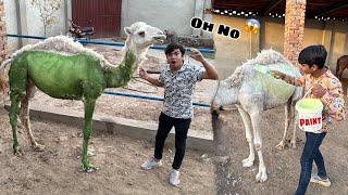 Subhan Ny Camel Ko Colour Kr Dea  Pagal Ho Gea 