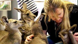 Meet the Couple that Lives with 17 Kangaroos