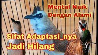 Cara melatih mental burung Trucukan dengan cara Alami