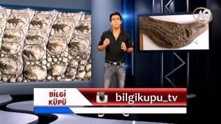 Bilgi Küpü: Milyon Yıllık Timsah