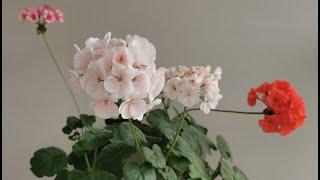 Pelargonium zonal from sowing to flowering