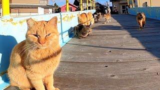 I went to offer a breakfast to the cats on the Cat Island.