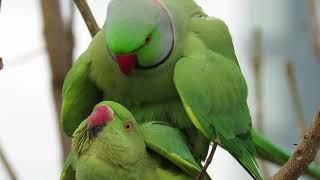 Parrots making love in Kefar-Sava Mars 1-2019