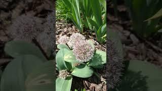 Allium karataviense Ivory Queen Лук декоративный каратавский #бодровцветовод #allium