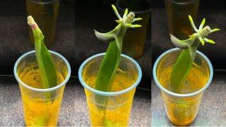 Growing Orchid Leaves in Water Without Roots Will Quickly Grow Many Roots Using This New Method