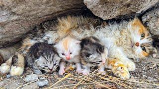 LTT Animal || Urgent Rescue: From Rubble to Recovery, Cat Family's Survival Story