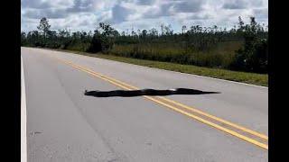 WATCH: Giant python crosses road in Florida Everglades