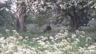 Summer buck taken with a 7x57R