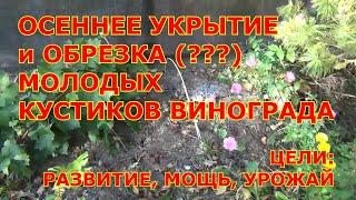 ч 1  ОБРЕЗКА и УКРЫТИЕ винограда 1 и 2 года жизни. А НУЖНА ЛИ ему ОБРЕЗКА?