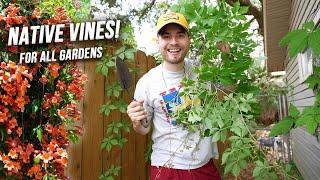 Great Native Vines For All Gardens! Crossvine & Virginia Creeper Plant Propagation!