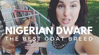 NIGERIAN DWARF GOATS: Why you'll fall in love with this breed!