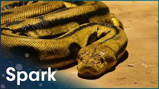 What Is Anti-Venom And How Does It Work? | World's Worst Venom