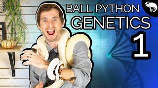 Ball Python Genetics 1: Diploid, Haploid, Homozygous, and Heterozygous