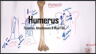 Humerus Bone Demonstration II Most FAQ for viva