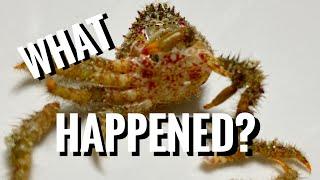 Fish Tank Problems ( Is My Crab DEAD ? ) - A1A Adventures