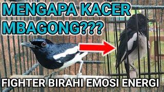 MENGAPA KACER MBAGONG??? CARA MERAWAT KACER | PERAWATAN BURUNG KACER