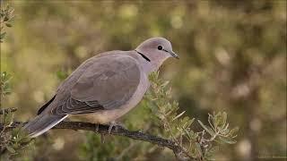 3 variasi panggilan Merpati Leher Cincin (Cape Turtle Dove) yang berbeda