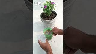 Easy and best homemade organic fertilizer from potato peels | Natural fertilizer for any plants