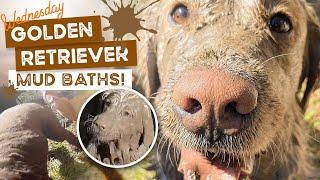 Golden Retriever mud baths, Buddy the Staffy learns to love the paddock races