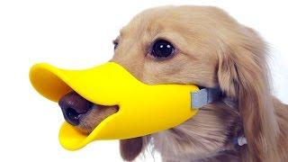 5 Amazing Pet Gadgets You MUST HAVE! ▶6