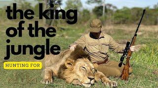 Hunting for the king of the jungle