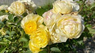 Rose May garden, Ukraine, 2024. David Austin, Old rose, Japanese, Ukrainian bred and more varieties