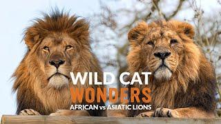 African vs Asiatic LIONS | Wild Cat Wonders | Episode 6