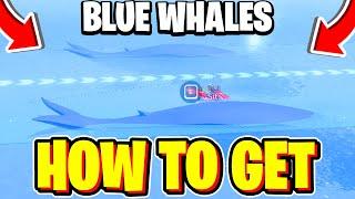 How To CATCH BLUE WHALES In Fisch! (How To SPAWN WHALE MIGRATIONS In Fisch) Roblox