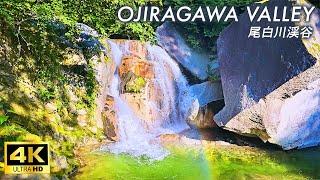 【4K Japan Walk】Ojiragawa Valley Clear stream selected as one of Japan's 100 best waters