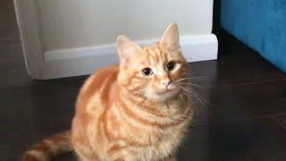 orange cat behaviour