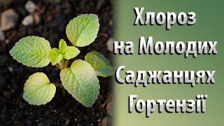 Хлороз Молодих Саджанців Гортензії. Причина Хлорозу Гортензій та Як Лікувати Хлороз? #садівництво