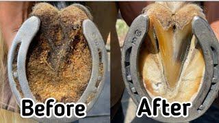 Farrier Hoof Restoration Satyfing . Rashid Technical