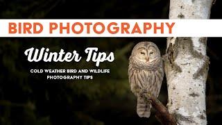 Bird photography tips for the winter | Are you ready?