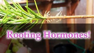 Homemade Rooting Hormones - For Rosemary Cuttings (2019)