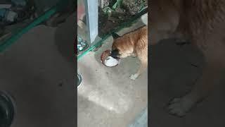 Dinner time#boiled Mackerel fish#rice cooking with pork soup#kibble