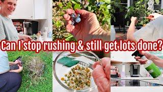 Creating a life I want to live in! cleaning motivation, gardening, blueberry picking