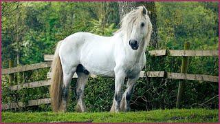 Beautiful Stallions Around the World - A Relaxing Video for Horse Lovers!