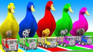 5 Giant Duck Cartoon,Cow,Elephant,Giraffe,Tiger,Lion, Paint Wild Animals Crossing Fountain Animation