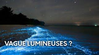 Des VAGUES LUMINESCENTES ?! - Le plancton bioluminescent  #short