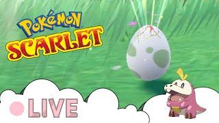  LIVE Pokemon ASMR │Shiny Hunting Fuecoco Attempt 4