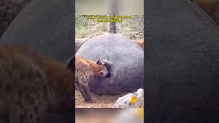 Hyena's Feast on a Hippo  #HyenaFeast #WildlifeScene #NatureDrama #PredatorFeast #foryou