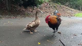 rooster having sex with a duck