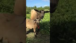 #funnyanimalsounds #funny #cow #animalssounds #cat #animal #goat #animals #funnyanimal #cute