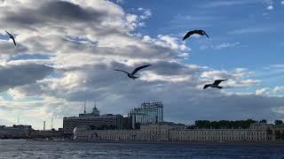 Чайки - кормление диких животных   городских условиях